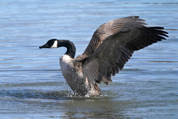 Canada Geese in harbour in winter on beautiful sunny day