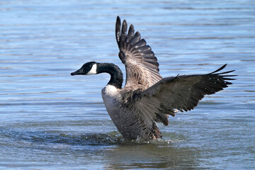 Canada Geese in harbour in winter on beautiful sunny day