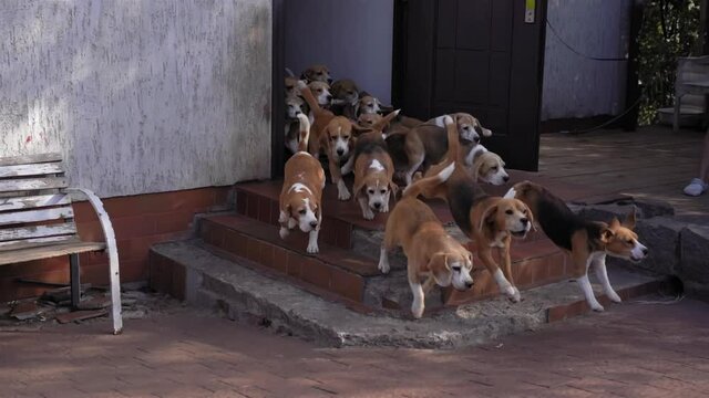 Many dogs are knocked out through opening door to courtyard. Dogs of Beagle breed. slow moving. High quality FullHD footage