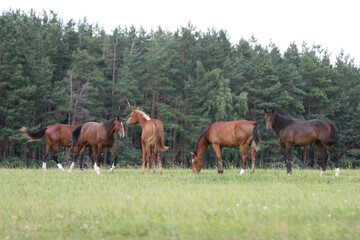 Fototapeta na wymiar Horse in the field