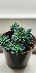 Succulent plant green in my garden