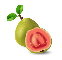 Guava fruit - exotic fruits collection, realistic design vector illustration