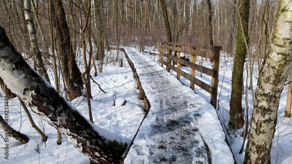 Wall mural Wooden pathway in Kampinos Forest, Poland