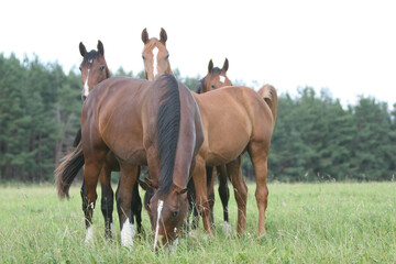 Horse in the field