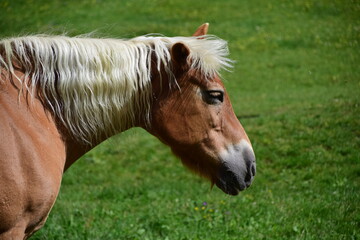 Obraz premium Haflinger-Stute