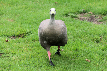 A view of a Cape Barren Goose