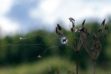 spider on the web