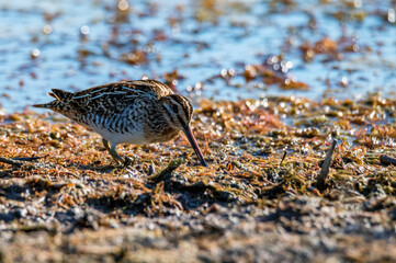 Common snipe or Gallinago gallinago standing in wildlife