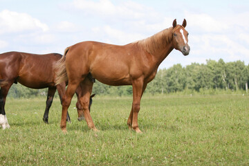 Fototapeta premium Horse in the field