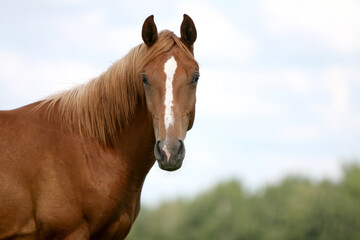 Obraz premium Horse in the field