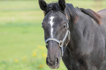 Obraz premium Horse in the field
