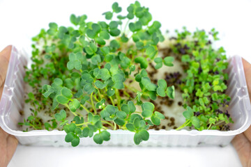 Obraz premium Fresh small microgreens in container for eco lifestyle. Healthy cooking, healthy eating