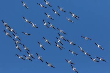 American white pelicans group flying, Clinton County, Illinois.