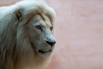 Lion. Portait lion in white lights. Photo of the animal world. Portrait of a dominant predator.