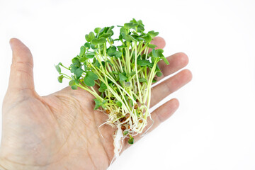 Fototapeta na wymiar Fresh small microgreens germinated seeds for the eco lifestyle. Healthy cooking, healthy eating