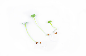 Fresh small microgreens germinated seeds for the eco lifestyle. Healthy cooking, healthy eating