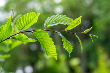 Tree branch with young fresh green leaves on blurred background