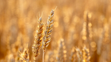 Spikelets of wheat in the field on a blurred background