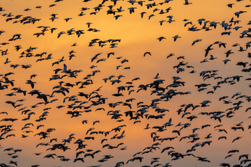 Snow geese flying at sunset, Marion County, Illinois.