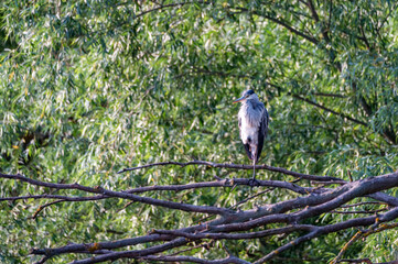 Gray heron sitting on the dry tree branch