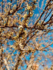 blossom in spring