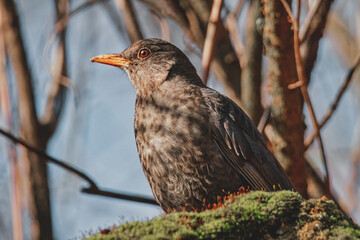 Amsel im Sonnenschein