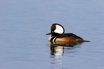 Hooded merganser male in wetland, Marion County, Illinois.