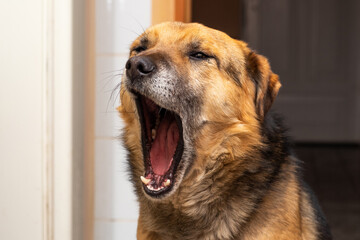 Portrait of a brown dog with his mouth wide open