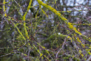 Lichen-covered tree branches in the forest thicket