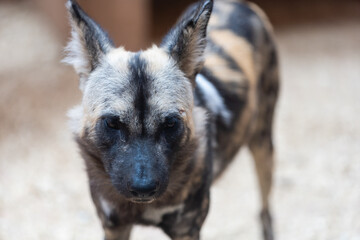 Closeup Spotted Hyena wood hole looking at the camera in the zoo