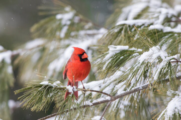 Male northern cardinal in pine tree in winter snow, Marion County, Illinois.