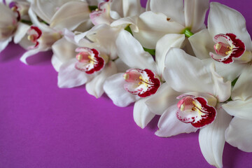 Obraz na płótnie Canvas Beautiful white orchid branch on a purple background
