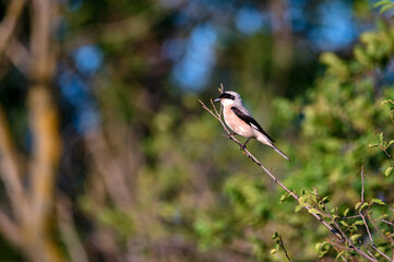 Lesser grey shrike or Lanius minor rests on branch