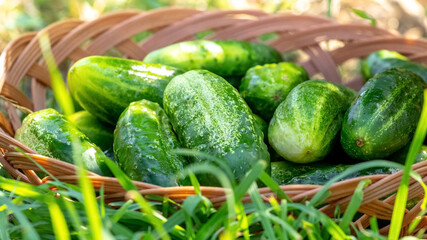 Green ripe cucumbers in a wicker basket in the garden among the grass