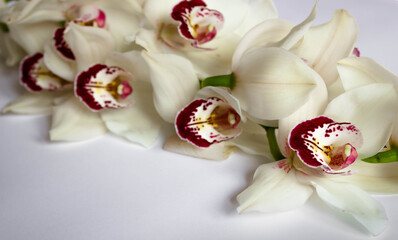 Beautiful white orchid  branch on a white background