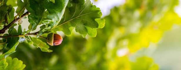 Summer background with oak leaves and acorns on a blurred background, panorama