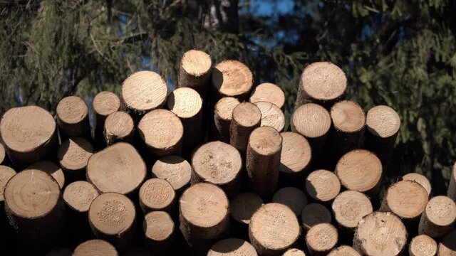 A stack of logs. A part of the trunk of a tree that has been cut off. Timber industry. Cutting area near the road. Lumberjacks cut down trees in the forest. Wood  products.