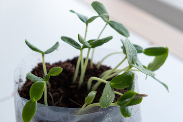 green sprouts of cucumber
