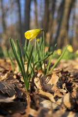 Jonquilles en avril