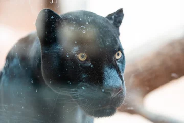 Tuinposter black panther shot close up behind glass at the zoo © Angelov