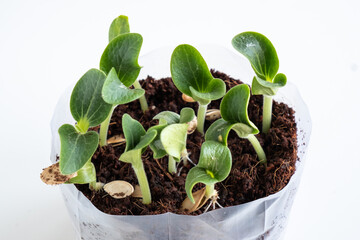 green sprouts of cucumber