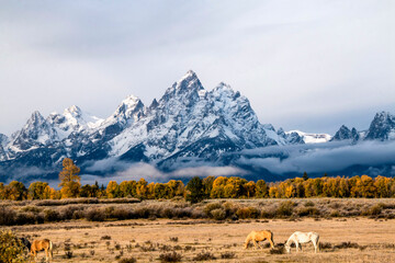 autumn in the snow capped Grand Teton mountain range with yellow colored birch, aspen  trees and horses on the foreground