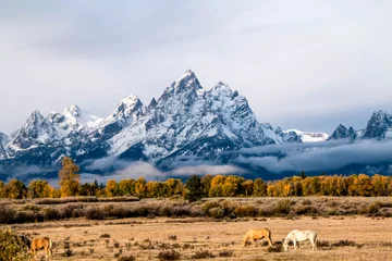 Wall murals Teton Range autumn in the snow capped Grand Teton mountain range with yellow colored birch, aspen  trees and horses on the foreground