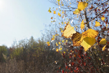 bright autumn plants in the sun