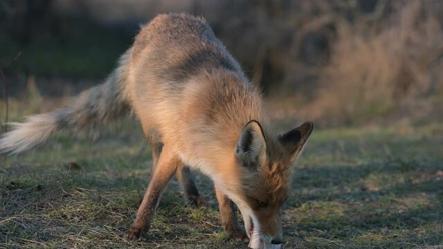 The red fox took a piece of tallow from a branch. Vulpes vulpes