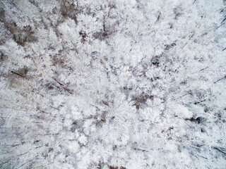 Aerial view of snow-covered trees, Marion County, Illinois.