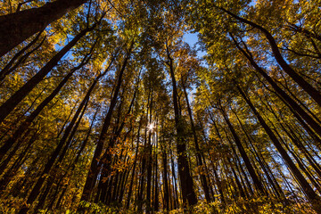 Naklejka premium looking up to the wooded forest in peak autumn foliage in Shenandoah national park in Virginia.