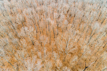 Bare trees in winter, Stephen A. Forbes State Park, Marion County, Illinois.