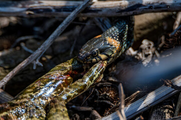 Close up of hunting grass snake has caught a frog