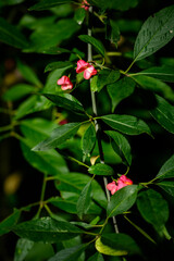 Pink flowers with orange seeds with green leaves.